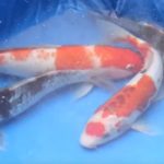 How to breed Japanese Koi ( Step by Step Process)