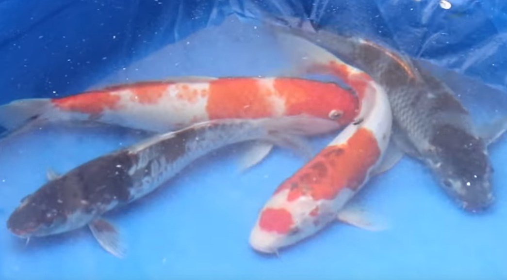 How to breed Japanese Koi ( Step by Step Process) - Dexter's World