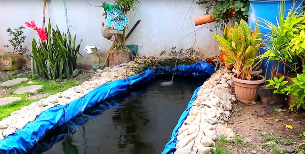 5 Actions To A Perfect Koi Fish Pond Dexter S World