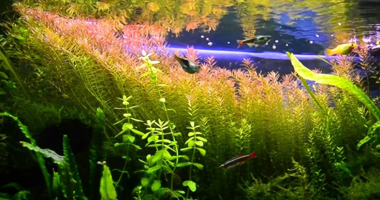 Growing Fish and Plants Together