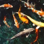 The “Must-Not” to Succeed in Fish Breeding