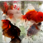 Can Fish Survive in Small Container?