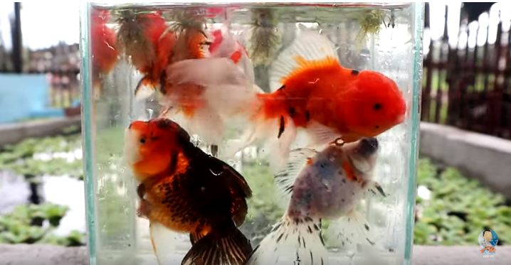 Can Fish Survive in Small Container?