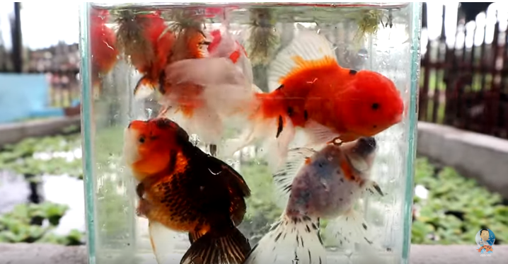 Can Fish Survive in Small Container? - Dexter's World