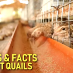 Myths and Facts You Need to Know About Quails and Quail Farming