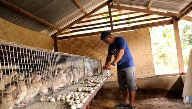 quail egg production