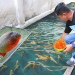 Most Asked Questions in Fish Breeding