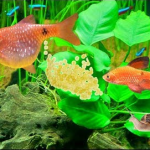 Interesting Things About Breeding Fishes and Aquaponic Gardening