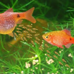 How to Breed Rosy Barb the Effective yet Easy Way