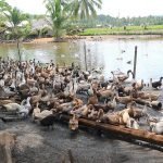 Duck Farming Essentials