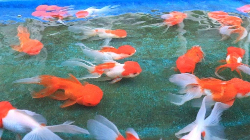 Goldfish best sale breeding tank