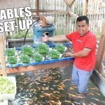 Setting Up my Hydroponics Garden