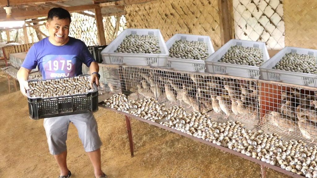 Quail Farming and Collecting Thousands of Quail Eggs - Dexter's World