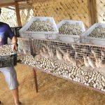 Quail Farming and Collecting Thousands of Quail Eggs