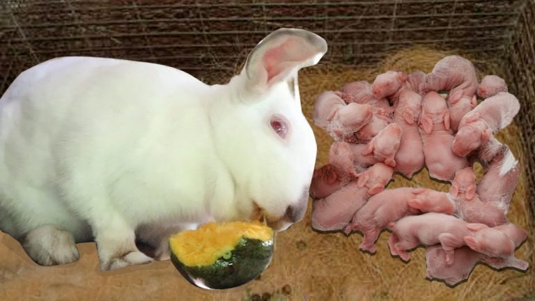 Rabbit Keeping Tips from an Experienced Breeder