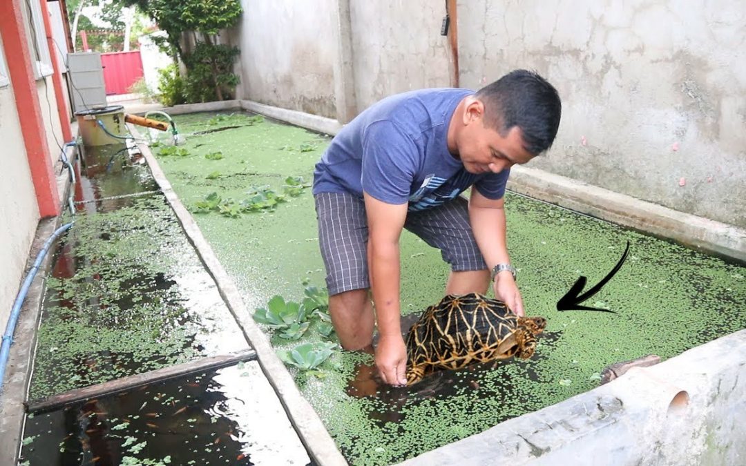 Is it Possible to Massively Grow Koi Fish in a Small Area?