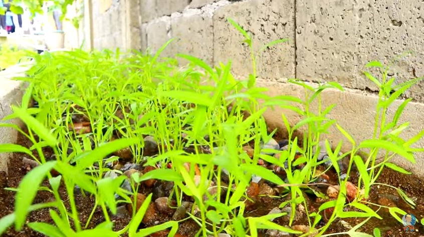 Some Significant Development in the Backyard Farming ...