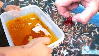 Betta Fish Breeding and How to Transfer Baby Betta Properly