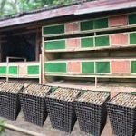 The Basics to a Sustainable Quail Farming