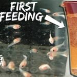 Feeding Betta Fish the Right Way