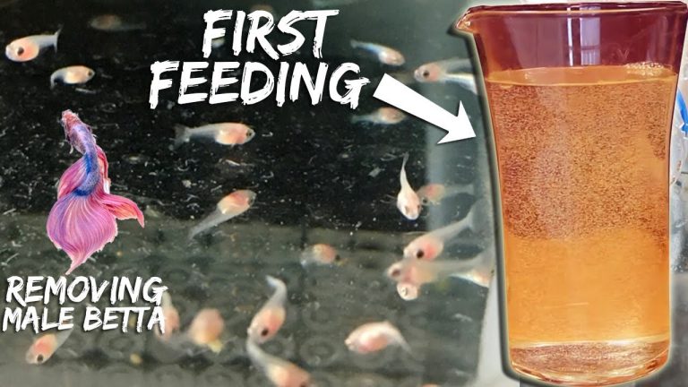 Feeding Betta Fish the Right Way