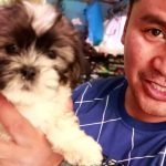 Basics to Caring Shih Tzu Puppies