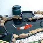 Aeration and Filtration in your Fish Tank