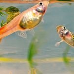 Aquarium Care for Freshwater Guppy