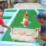 Keeping High Quality Koi Fish for Breeding Purposes