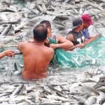 Never Seen Before! Harvesting the Most Popular Fish in the Philippines