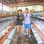 Ducks and Layer Poultry Farming