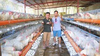Ducks and Layer Poultry Farming