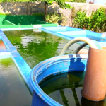 Caring for your Fishes: Proper Pond Oxygenation