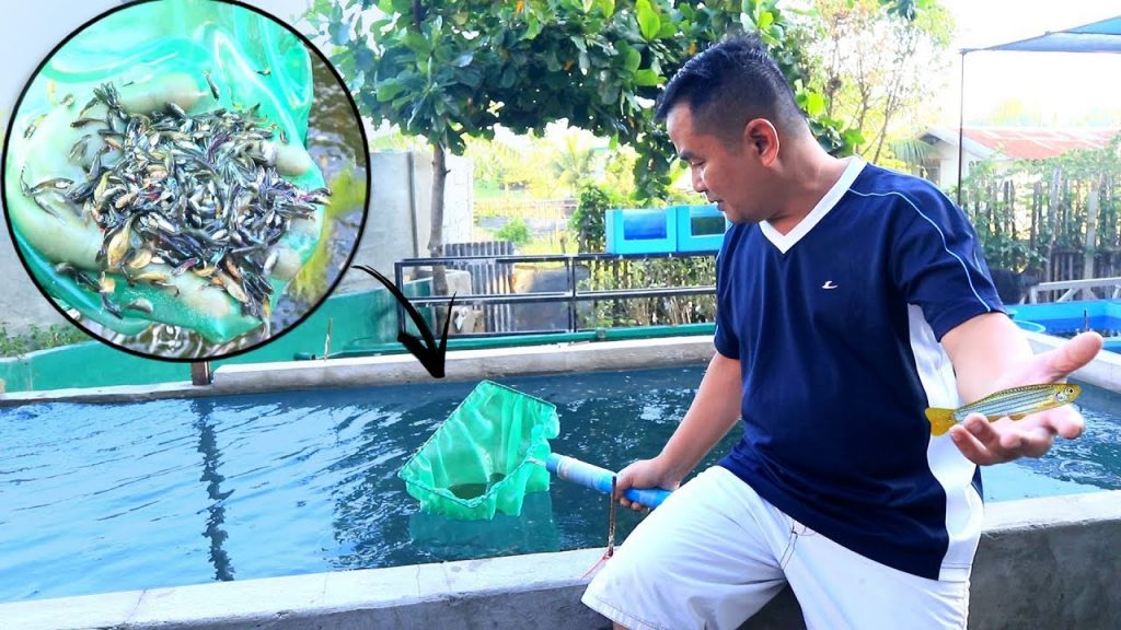 Major Improvements and Latest Update in the Backyard Fish Farm Dexter