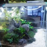 Exciting Things About Fish Tanks