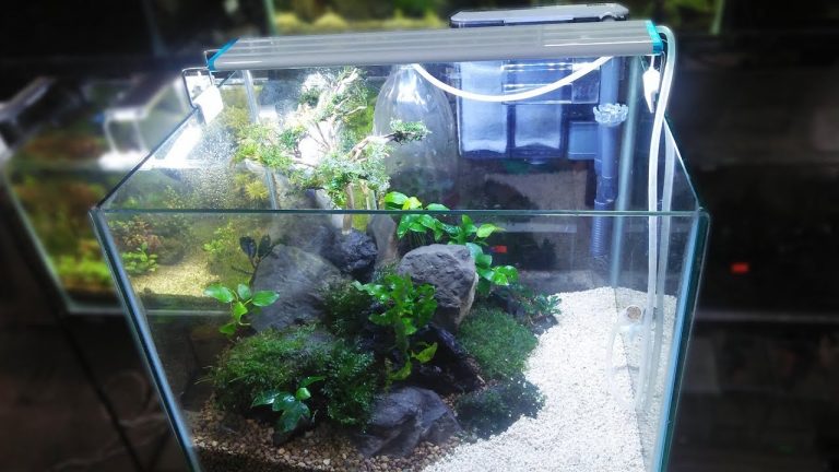 Exciting Things About Fish Tanks