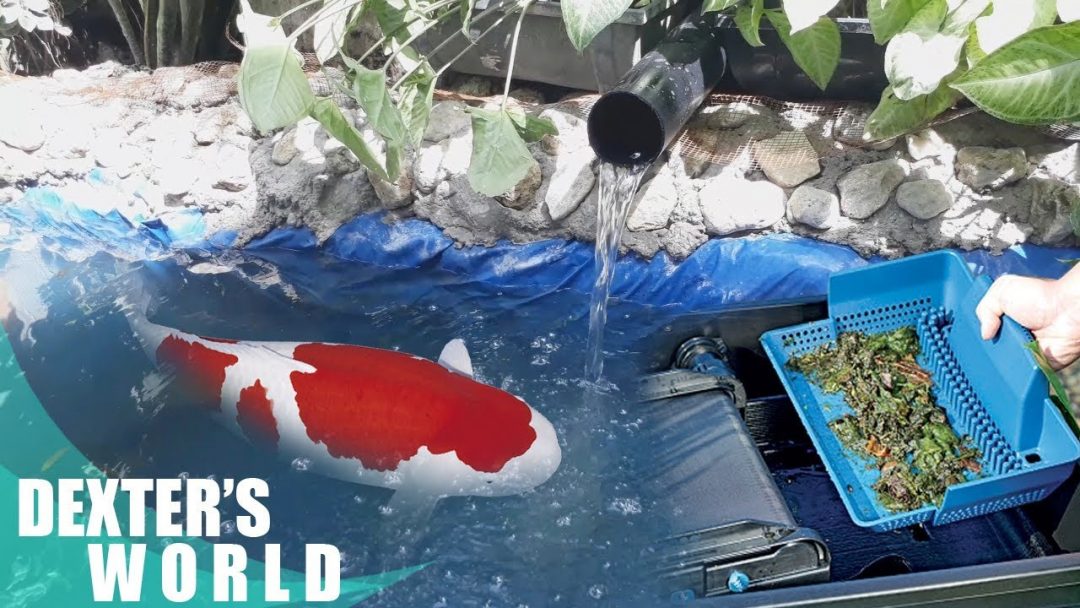 Keeping Your Koi Pond Clean Dexter's World