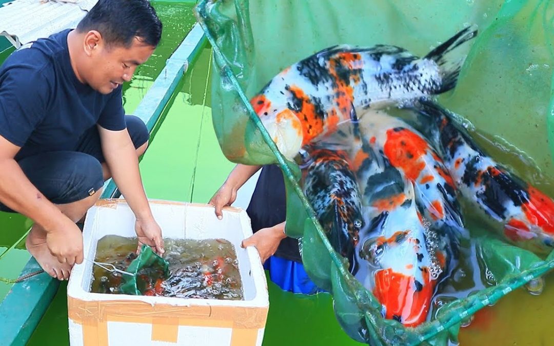 The Important Things to Consider when Selecting Koi Breeders