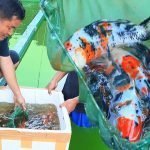 The Important Things to Consider when Selecting Koi Breeders