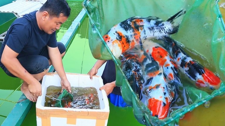 The Important Things to Consider when Selecting Koi Breeders