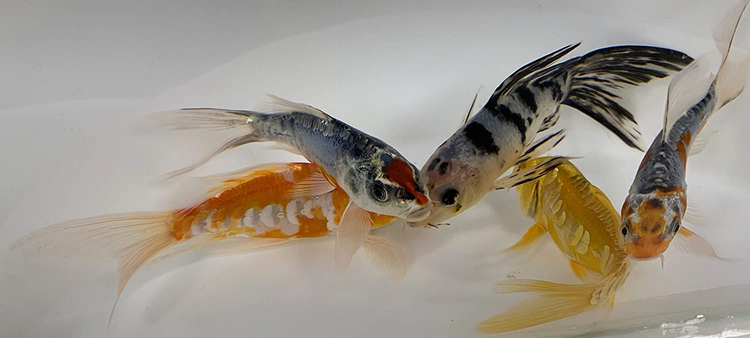 Toledo Goldfish Live Butterfly Fin and Regular Koi Combo for Ponds Aquariums or Tanks USA Born and Raised Live Arrival Guarantee 
