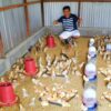 200 CHICKS ADDED IN THE BARN AND UPDATE ON THE RESULTS OF CROSS BREEDING