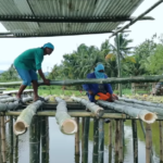 Transforming Our Farm into a Sustainable Haven: Dexter’s Adventure with Bamboo, Free-Range Rabbits, and Baby Catfish