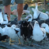 Thriving with Muscovy Ducks: A Dexter’s Farm Story