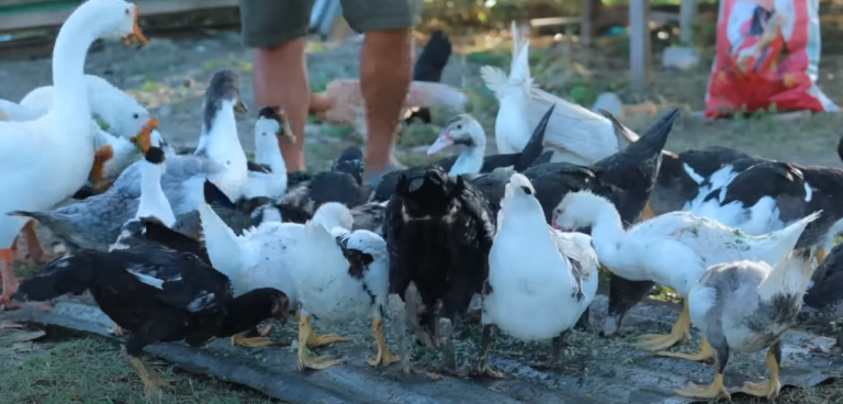 Thriving with Muscovy Ducks: A Dexter’s Farm Story