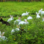 A Day in the Life at Dexter’s World Farm: Raising Ducks, Chickens, Rabbits, and More!