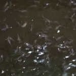 Amazing Catfish Harvest – Millions of profit, Harvesting & Releasing Catfish to a bigger Pond!