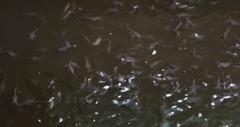 Amazing Catfish Harvest – Millions of profit, Harvesting & Releasing Catfish to a bigger Pond!