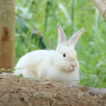 Raising Free-range Rabbits – Here is everything you need to know about rabbit and catfish farming!