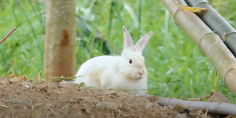 Raising Free-range Rabbits – Here is everything you need to know about rabbit and catfish farming!